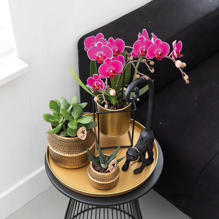 Paarse phalaenopsis orchideeën - Morelia - 2x - Ø9cm - Bloeiende kamerplant