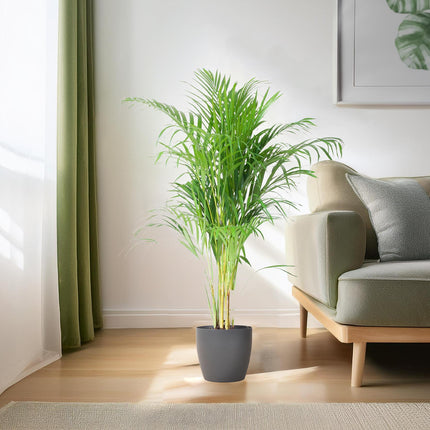 Areca-palme (Dypsis Lutescens) - Gylden palme - med grå viber - ↕100cm - Ø21cm
