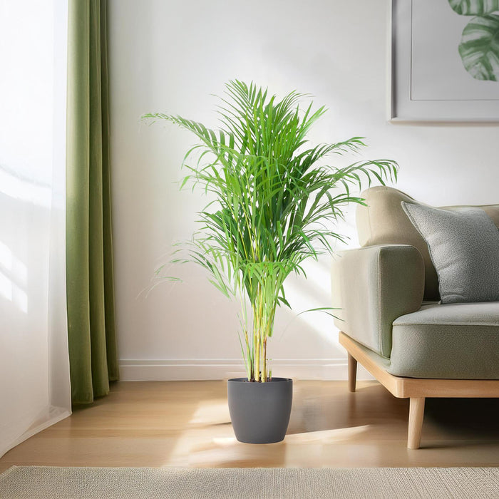 Areca Palm (Dypsis Lutescens) - Goudpalm - met Viber Grijs - ↕100cm - Ø21cm