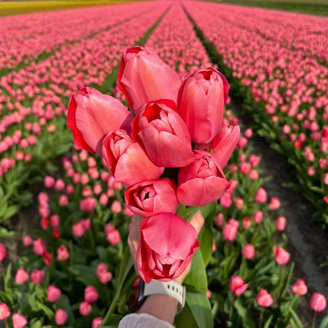 Bulbi da fiore Amsterdam - Impressione rosa - 15 bulbi da fiore - Misura 12+