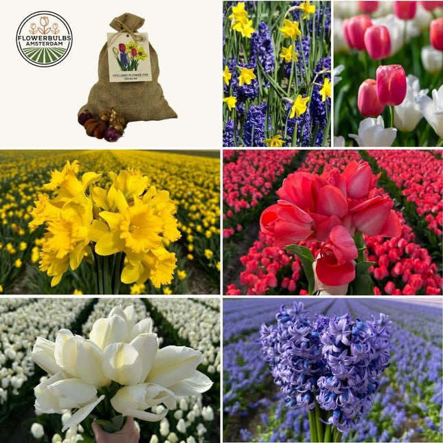Bulbi da fiore Amsterdam - Mix olandese medio - Confezione conveniente e sostenibile, 50 bulbi da fiore per 1 m² di splendore floreale - Misura 12+