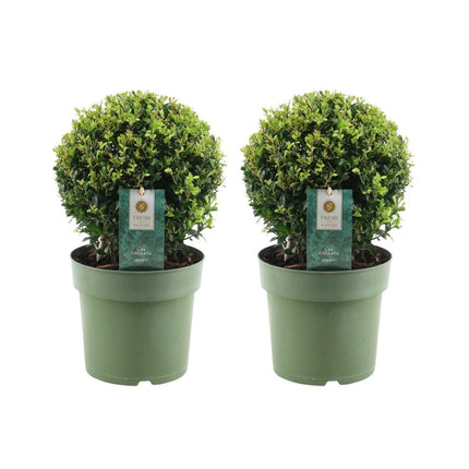 Ilex crenata 'Jenny' bulb - ↕30cm - Ø20cm - 2x