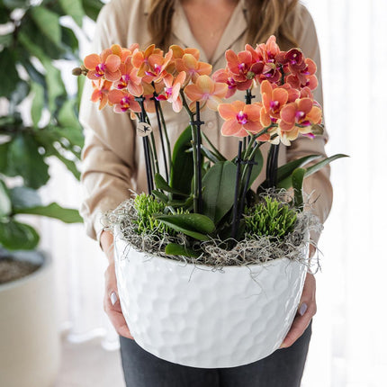 Orange plantesæt i honningskål inkl. vandreservoir - Tre orange Bolzano-orkideer 9 cm og tre grønne Rhipsalis-planter | Junglebuket orange med selvstændig vandreservoir