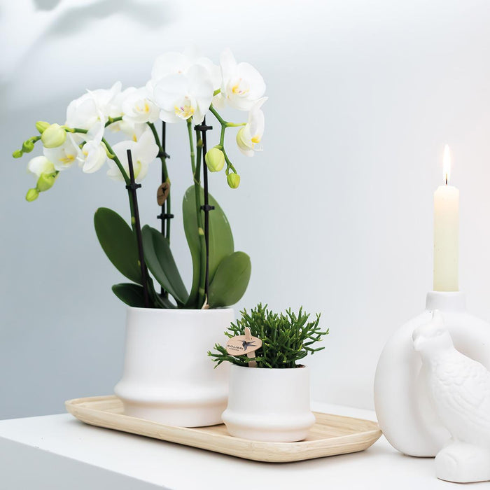 Witte Phalaenopsis orchideeën - Amabilis - 2x - Ø9cm - Bloeiende kamerplant