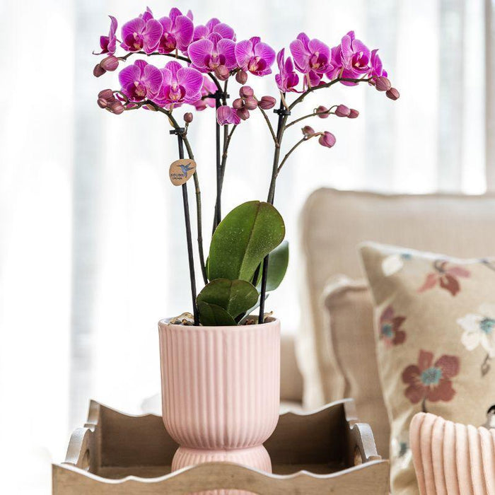 Plantenset Floral Blush pink small - Groene planten met Phalaenopsis orchidee in Floral Blush pink sierpotten en wit dienblad
