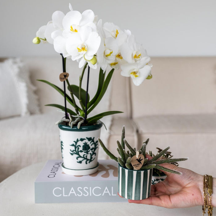 Witte orchidee Amabilis in Malaga pot en succulent in Painted Stripe pot groen - Set - Ø9cm & Ø6cm - Bloeiende kamerplant