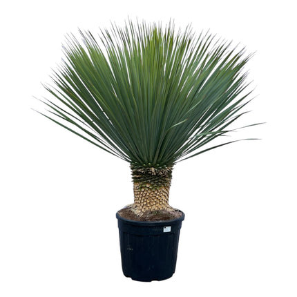 Yucca Rostrata - ↕140cm - Ø45cm