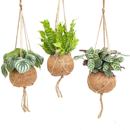 Kokodama Jungle Mix - 3x - ↕28cm - Ø17cm