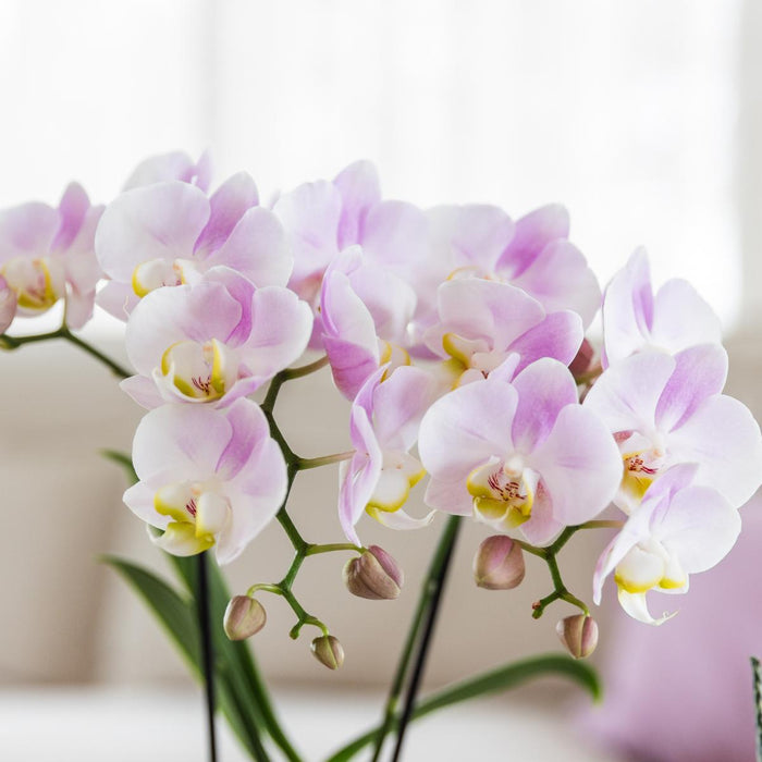 Roze orchidee Portugal + Malaga sierpot roze - Ø9cm - Bloeiende kamerplant