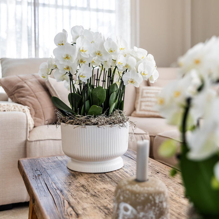 Kolibri Home | Diabolo white dish