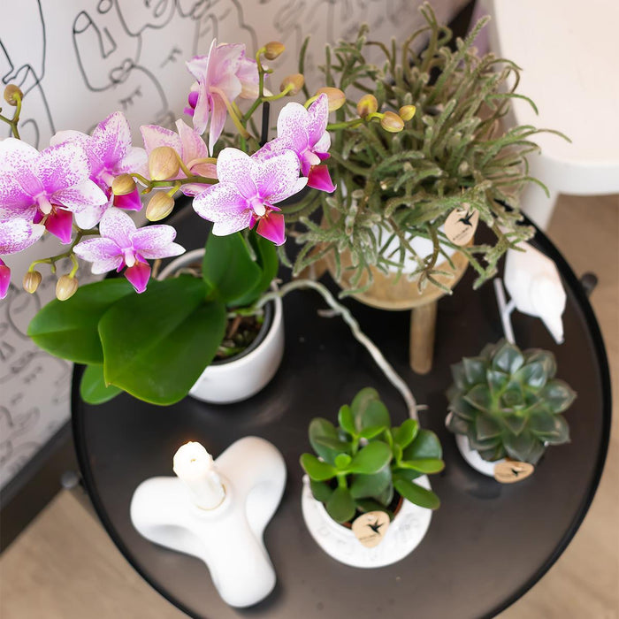 Roze Phalaenopsis orchidee - Mineral Rotterdam - Ø9cm - Bloeiende kamerplant