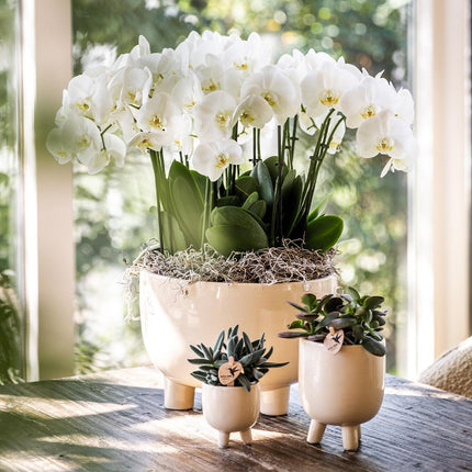 Kolibri Home | Combi deal - Gummy travertine pots