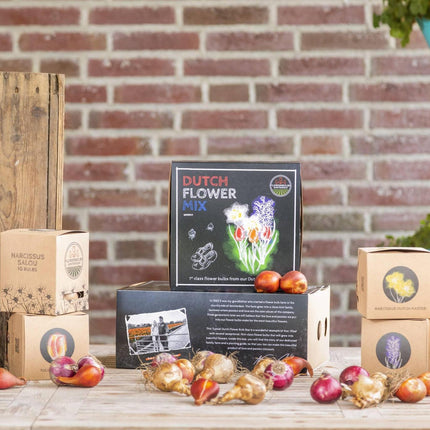 Flowerbulbs Amsterdam – Holländische Blumenmischung – Luxuriöse mittelgroße Box, 40 Blumenzwiebeln für 1 m² Blütenpracht – Größe 12+
