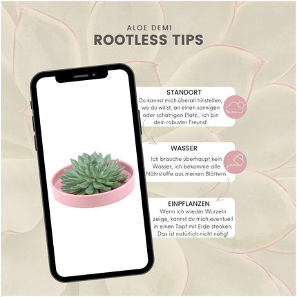 ROOTLESS Succulent Echeveria Pulidonis in 'pink' bowl - ↕5cm - Ø20cm