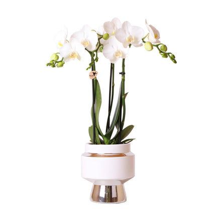 White Phalaenopsis orchid – Amabilis + Le Chic silver decorative pot – Ø9cm – ↕40cm - Flowering houseplant in flowerpot