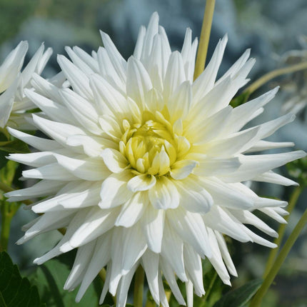 Dahlia Bollen | Luxe Box Medium, set van 4 Dutch dahlia's