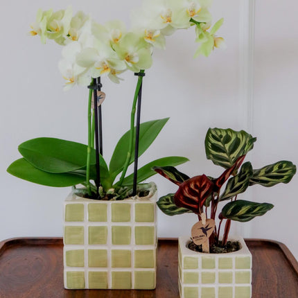 Kolibri Home | Mosa decorative pot - Green - Ø6cm