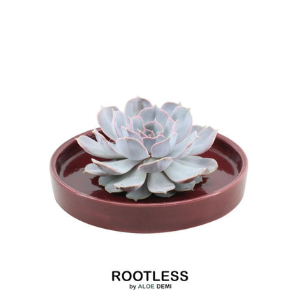 ROOTLESS Succulent Echeveria Lilacina in 'red' bowl - ↕5cm - Ø20cm
