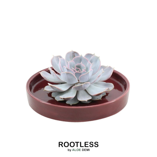 Suculenta sin raíces Echeveria Lilacina en maceta 'roja' - ↕5cm - Ø20cm