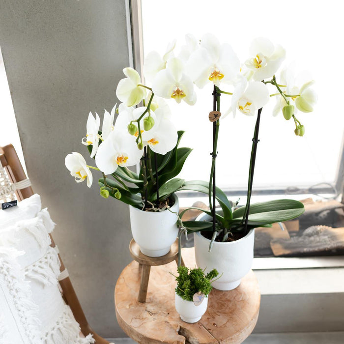 Kolibri Home | Plantenstandaard - Houten planten verhoging - Ø12cm
