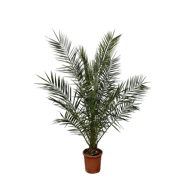 Palmier dattier des Canaries (Phoenix canariensis) - ↕180 cm - Ø24 cm