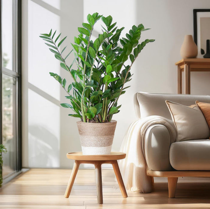 Zamioculcas Zamiifolia - ZZ Plant - met Mand Lissabon wit  - ↕80cm - Ø21cm