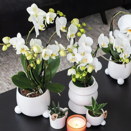 Planten set - met 3 Rhipsalis mix - incl. keramieken sierpotten - Ø9cm - Kolibri Greens