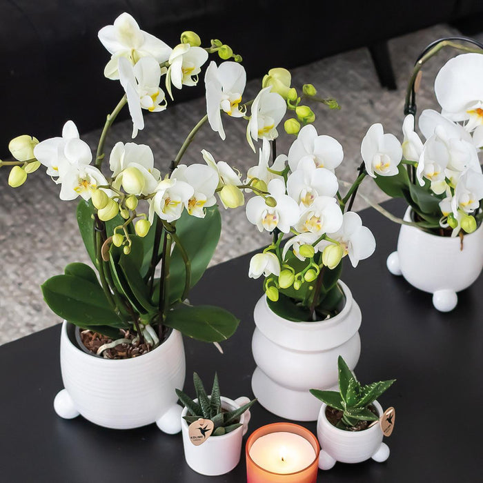 Planten set - met 3 Rhipsalis mix - incl. keramieken sierpotten - Ø9cm - Kolibri Greens
