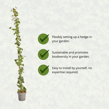 Hedera Hibernica - Ivy - Stalked - ↕150-175 cm