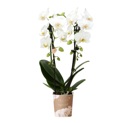 Weiße Phalaenopsis-Orchidee – Niagara Fall – Ø 9 cm – Blühende Zimmerpflanze