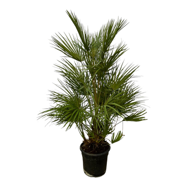 Chamaerops Humilis - Palma nana - ↕130cm - Ø24cm
