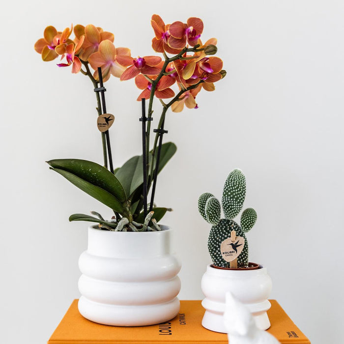 Oranje Phalaenopsis orchidee - Mineral Bolzano + Bubble pot white - Ø9cm - Bloeiende kamerplant