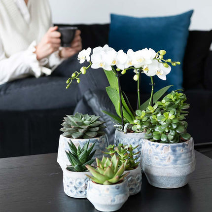 Vetplanten set van 4 succulenten - groene planten - Ø9cm - Kolibri Greens