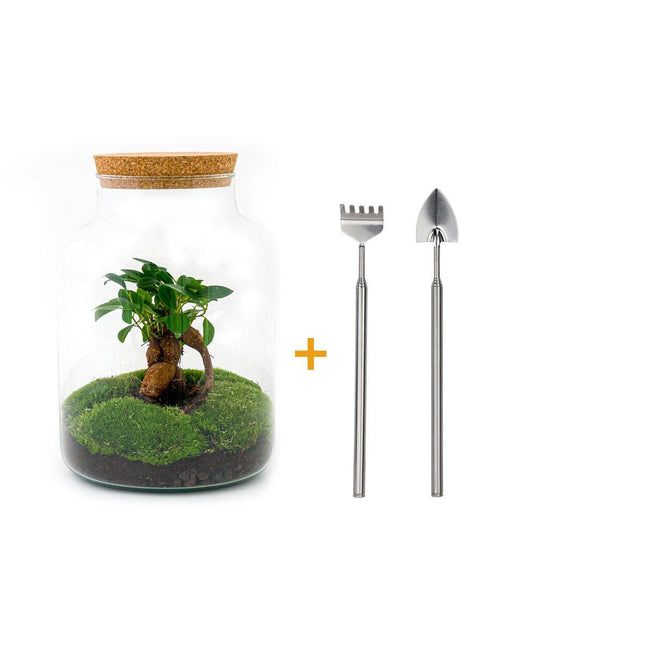 Terrario fai da te - Milky con bonsai - ↕30cm + RSTS - Rastrello + Pala