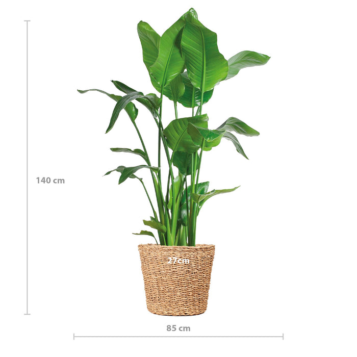 Strelitzia Nicolai XL met mand Torun - ↕140cm - Ø27cm