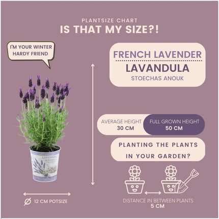 Lavandula stoechas Anouk® in vaso decorativo 'Lavender print' - Ø13cm - Lavanda francese - 3x
