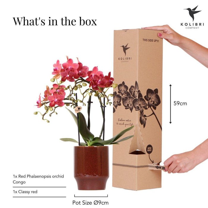Rode Phalaenopsis orchidee - Congo + Classy red- Ø9cm - Bloeiende kamerplant