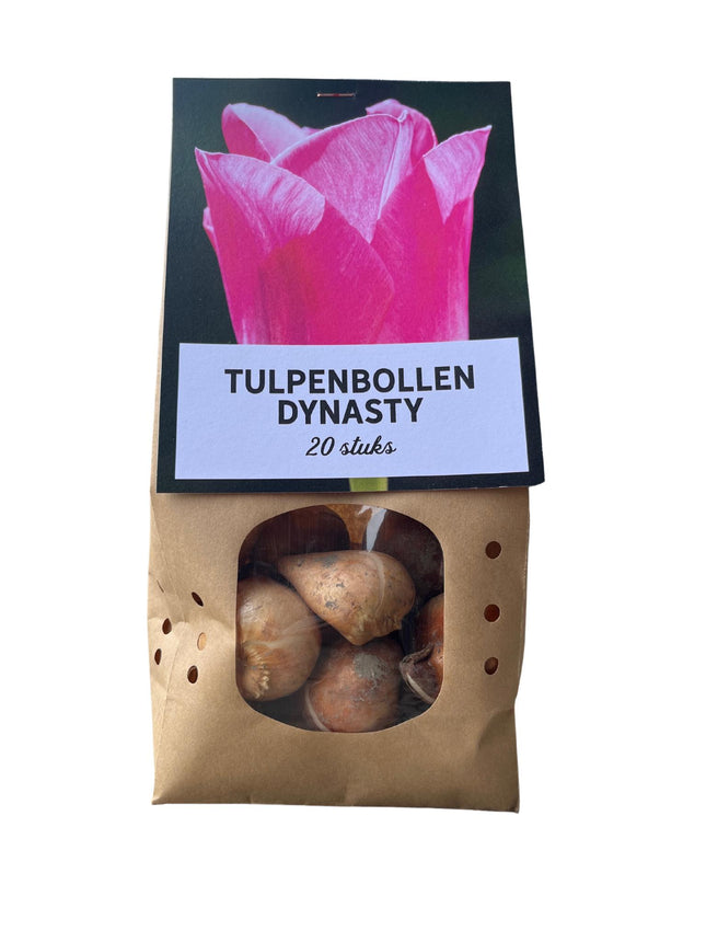 Dynasty - Bulbi di tulipano - 20 pezzi - Bulbi di fiori