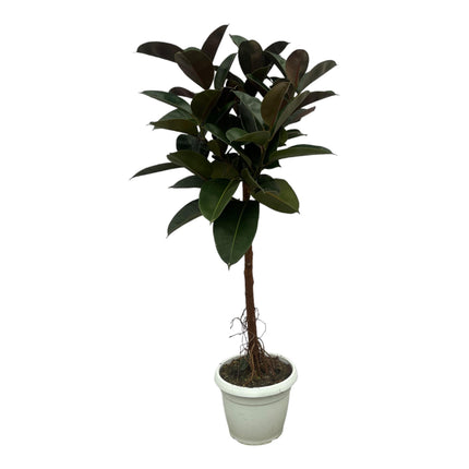 Ficus Elastica Robusta stam - ↕130cm - Ø24cm