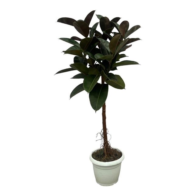 Tronco Ficus Elastica Robusta - ↕130cm - Ø24cm