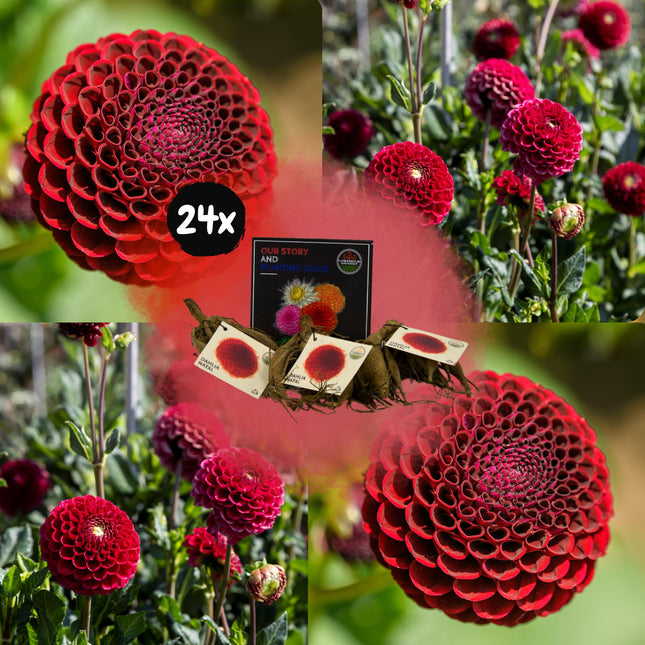 Bulbi di dalia | 24 tuberi di dalia Natal per 4 m², bellissimi fiori sferici