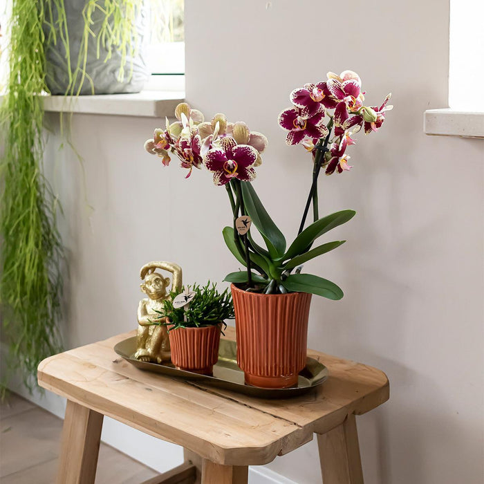 Geel rode phalaenopsis orchidee - Spain in Retro sierpot terracotta - Ø9cm - ↕40cm - Bloeiende kamerplant