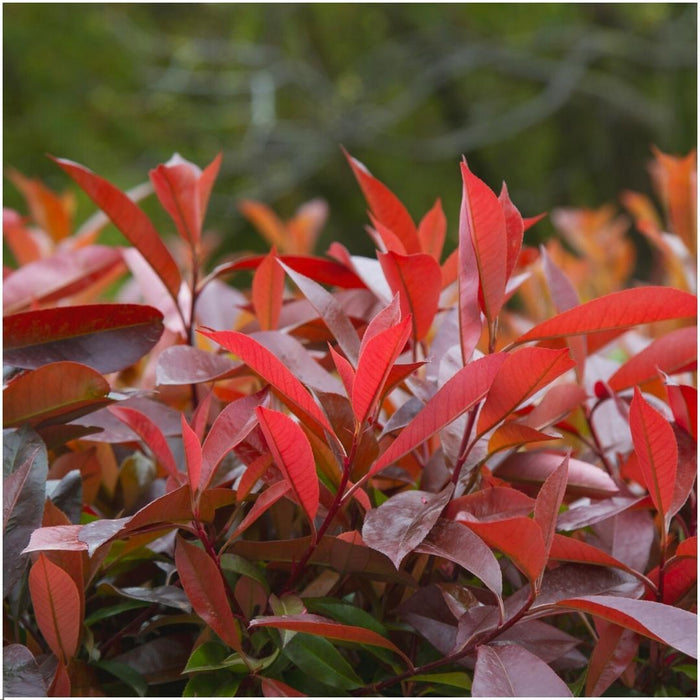 Glansmispel haag - Photinia fraseri 'Red Robin' - 1 meter - Set van 6 winterharde haagplanten - Groenblijvende haag