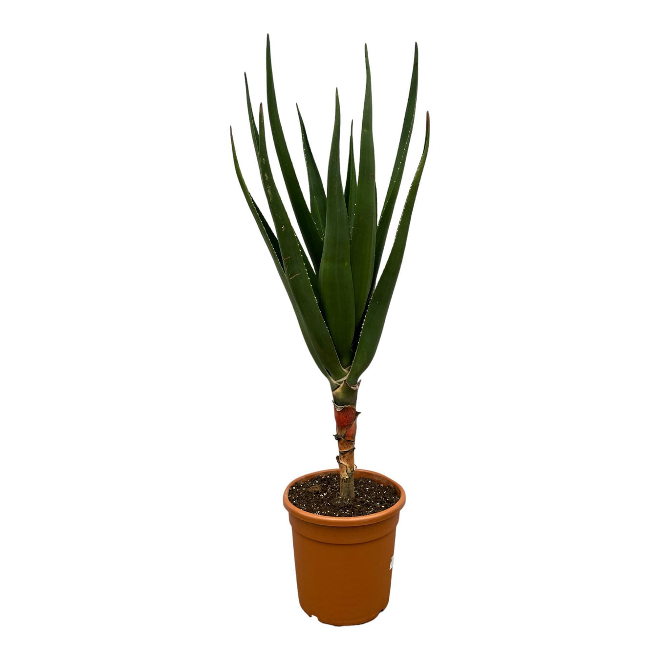 Aloë Vera plant