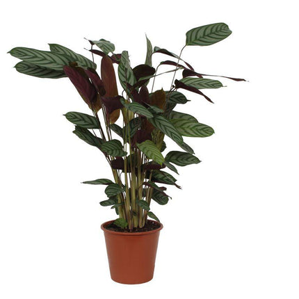 Calathea Compactstar - ↕80cm - Ø19cm