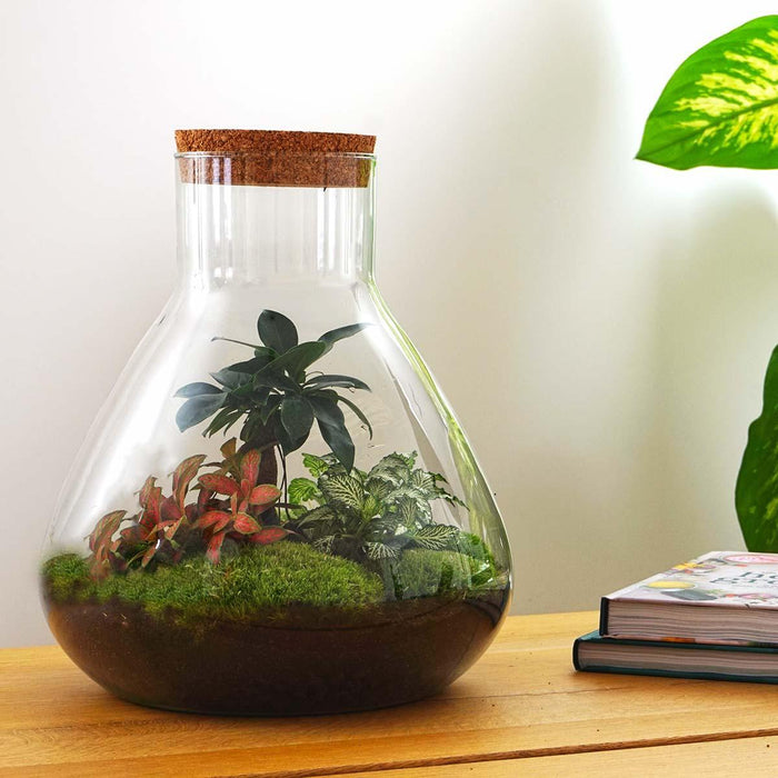 Sam XL Bonsai - DIY Terrarium - ↕32cm