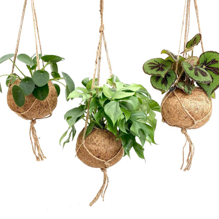 Kokodama Drømmemix - 3x - ↕30cm - Ø17cm