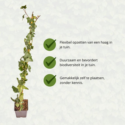 Hedera Hibernica – Efeu – Stiel – ↕80–100 cm