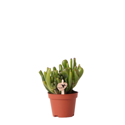 Crassula Hobbit - Succulent plant - Ø6cm - Kolibri Greens