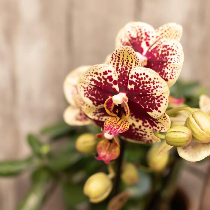 Geel rode phalaenopsis orchideeën - Spain - 4x - Ø9cm - Bloeiende kamerplant